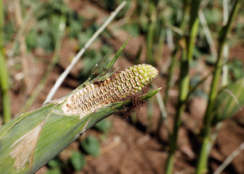 Early warning sounded over possible second wave of locust invasion in Africa
