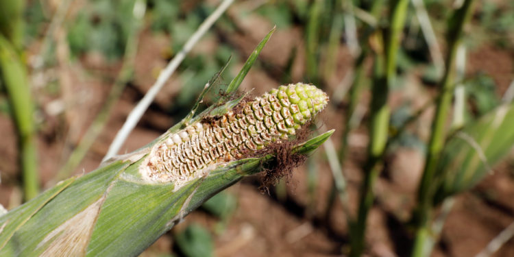 Early warning sounded over possible second wave of locust invasion in Africa