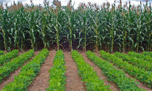 Ghana to get Consolidated National Conservation Agriculture manual soon