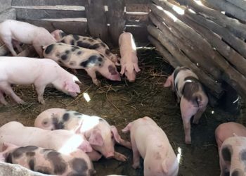Rwanda: Treatment campaign launched as swine disease kills over 370 pigs