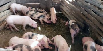Rwanda: Treatment campaign launched as swine disease kills over 370 pigs