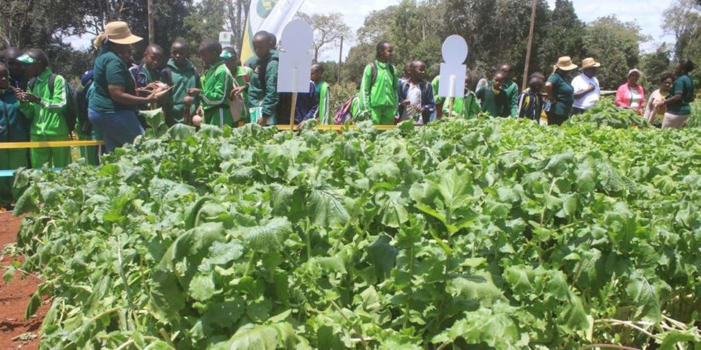 Food production systems a concern as Africa's carbon emissions shoot up