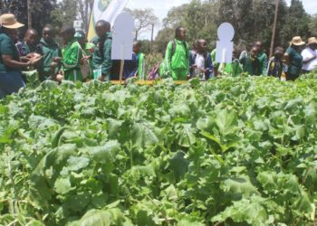 Food production systems a concern as Africa's carbon emissions shoot up