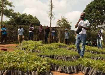 Rwanda: One Acre Fund-TUBURA to distribute 15m trees to farmers
