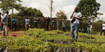 Rwanda: One Acre Fund-TUBURA to distribute 15m trees to farmers