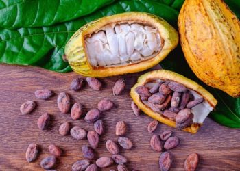 Cocoa farmers in Western North laud COCOBOD's pollination programme