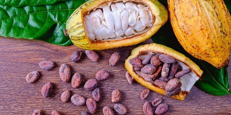 Cocoa farmers in Western North laud COCOBOD's pollination programme