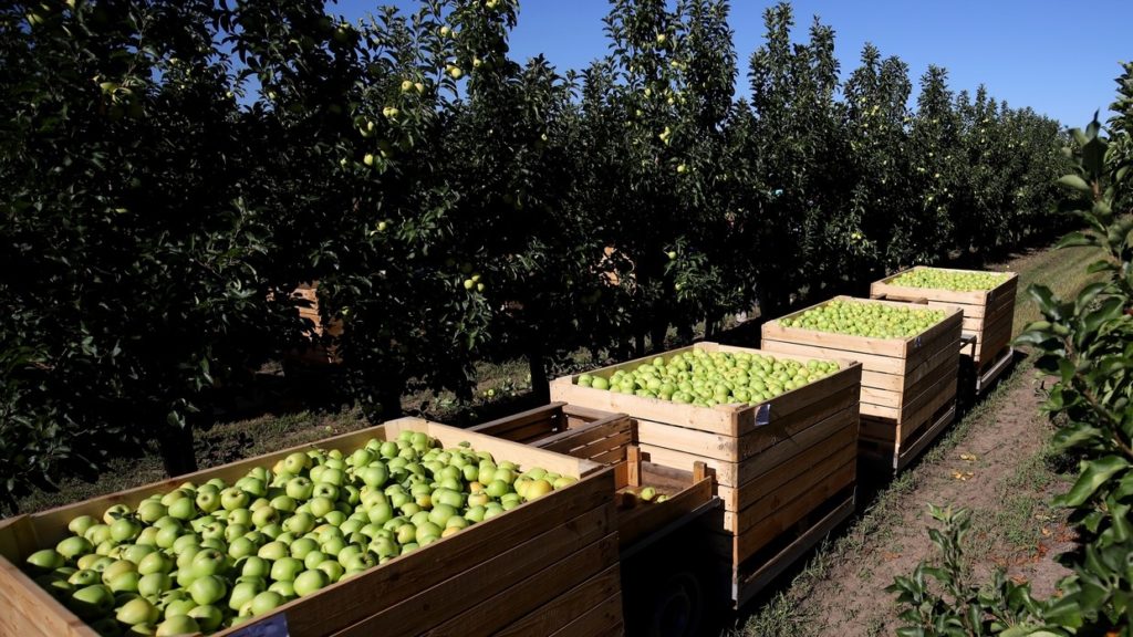 Russia becomes net exporter of food for first time in post-Soviet history