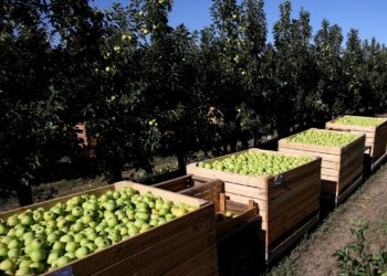 Russia becomes net exporter of food for first time in post-Soviet history