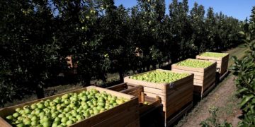 Russia becomes net exporter of food for first time in post-Soviet history