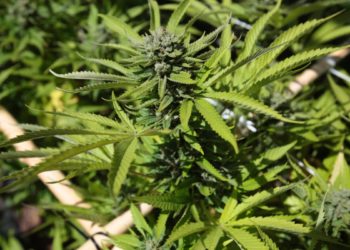 Morocco: Cannabis farmers hopeful of legalisation for medical use