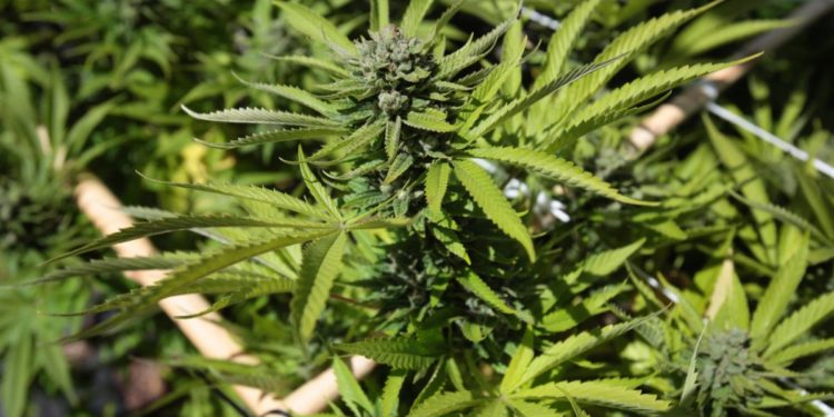 Morocco: Cannabis farmers hopeful of legalisation for medical use