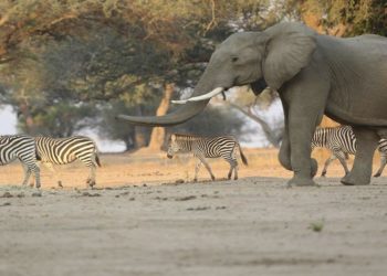 Zimbabwe sells rights to hunt endangered elephants