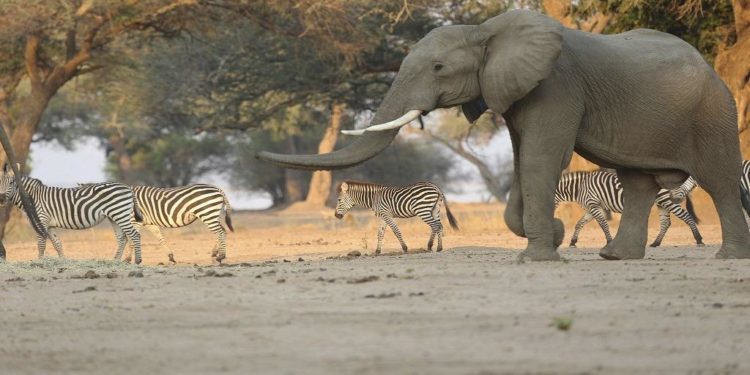 Zimbabwe sells rights to hunt endangered elephants