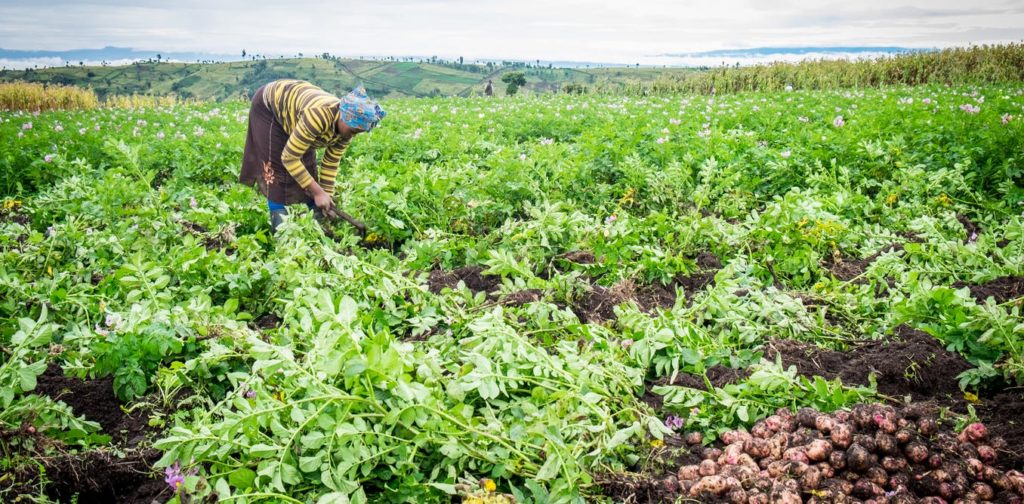 The impacts of COVID-19, push 54m people in Africa to food insecurity