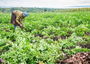 The impacts of COVID-19, push 54m people in Africa to food insecurity