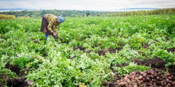 The impacts of COVID-19, push 54m people in Africa to food insecurity