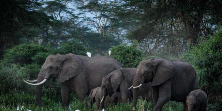 Kenya is distancing itself from a plan by a British animal charity to move 13 elephants from the UK to Kenya.