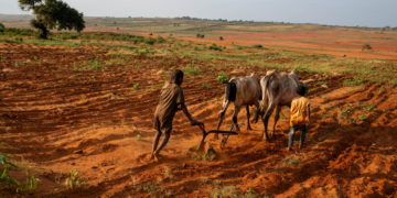 The WFP is appealing for $78 million in aid for southern Madagascar