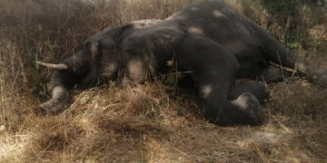 Namibia: Elephant killed at Katima Mulilo