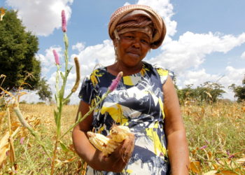 Shrinking harvests attest to growing struggle on the land as climate warms