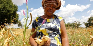 Shrinking harvests attest to growing struggle on the land as climate warms