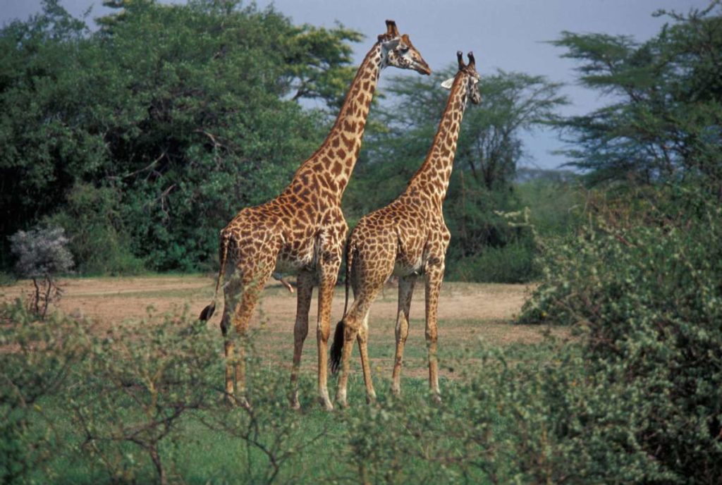 Green and inclusive: "Securing people's well-being and ensuring environmental sustainability in Africa"