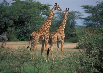 Green and inclusive: "Securing people's well-being and ensuring environmental sustainability in Africa"