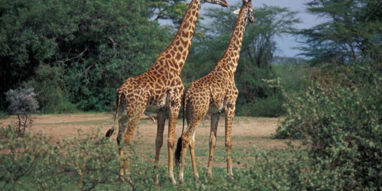 Green and inclusive: "Securing people's well-being and ensuring environmental sustainability in Africa"