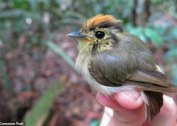 Science: Global Warming is causing some Amazonian birds to SHAPESHIFT