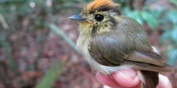 Science: Global Warming is causing some Amazonian birds to SHAPESHIFT
