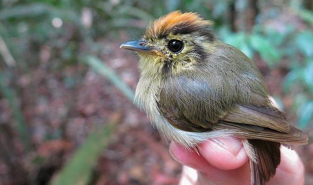 Science: Global Warming is causing some Amazonian birds to SHAPESHIFT