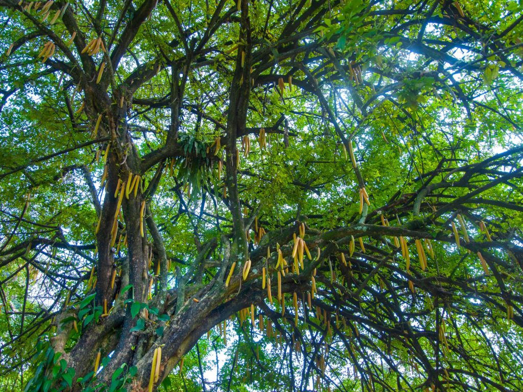 Health: Why The Moringa tree is dubbed a Miracle.