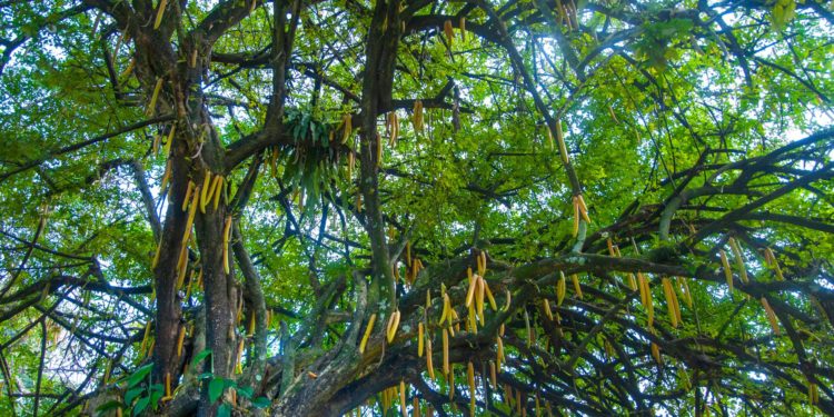 Health: Why The Moringa tree is dubbed a Miracle.