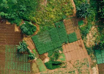 African Development Bank loans Nigeria $210 million for Special Agro-Industrial Processing Zones