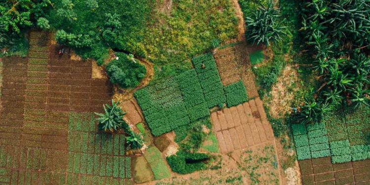 African Development Bank loans Nigeria $210 million for Special Agro-Industrial Processing Zones