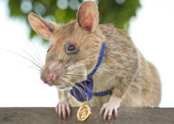 African giant pouched rat, Landmine-sniffing ‘hero rat’ dies