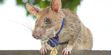 African giant pouched rat, Landmine-sniffing ‘hero rat’ dies