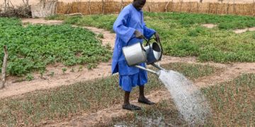 Sahel region are gradually being transformed into fertile land thanks to a United Nations initiative