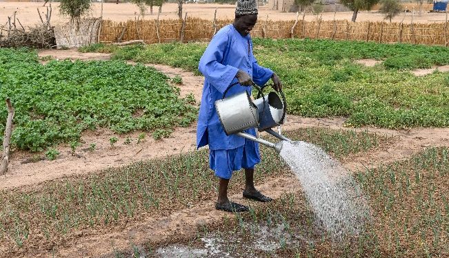 Sahel region are gradually being transformed into fertile land thanks to a United Nations initiative
