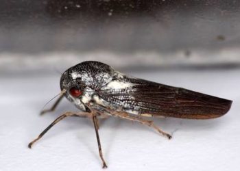 Uganda: Scientist makes ‘once in a lifetime’ insect discovery