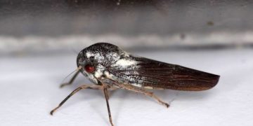 Uganda: Scientist makes ‘once in a lifetime’ insect discovery