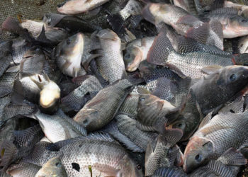 Cotonou: Meeting the challenge of local fish production in Benin
