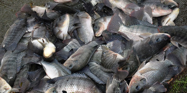 Cotonou: Meeting the challenge of local fish production in Benin