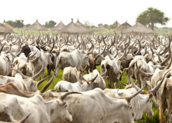 Sedentarization Of The Herds: Benin Obtains A Support Of The Board