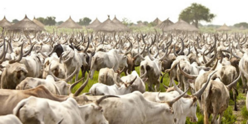 Sedentarization Of The Herds: Benin Obtains A Support Of The Board