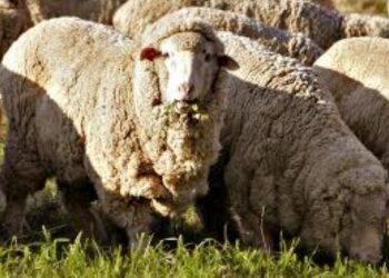 The Curious Case Of The African Merino Sheep Of Africa