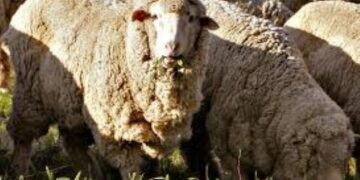 The Curious Case Of The African Merino Sheep Of Africa