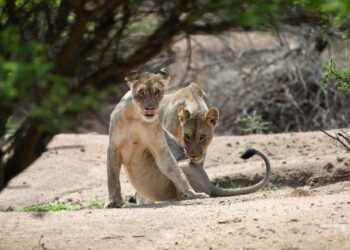 Kigali: 2,000 African leaders explore funding to protect biodiversity