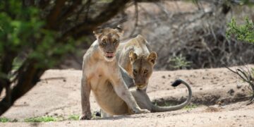 Kigali: 2,000 African leaders explore funding to protect biodiversity